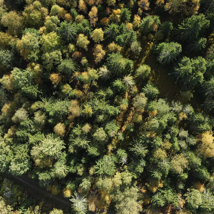 Forestry Surveillance
